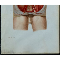 1852 - Aorte abdominale et nombreuses branches 