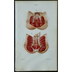1852 - Artères honteuses internes homme femme 