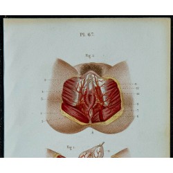 1852 - Artères honteuses internes homme femme 