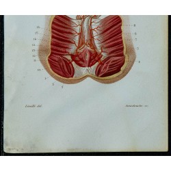 1852 - Artères honteuses internes homme femme 