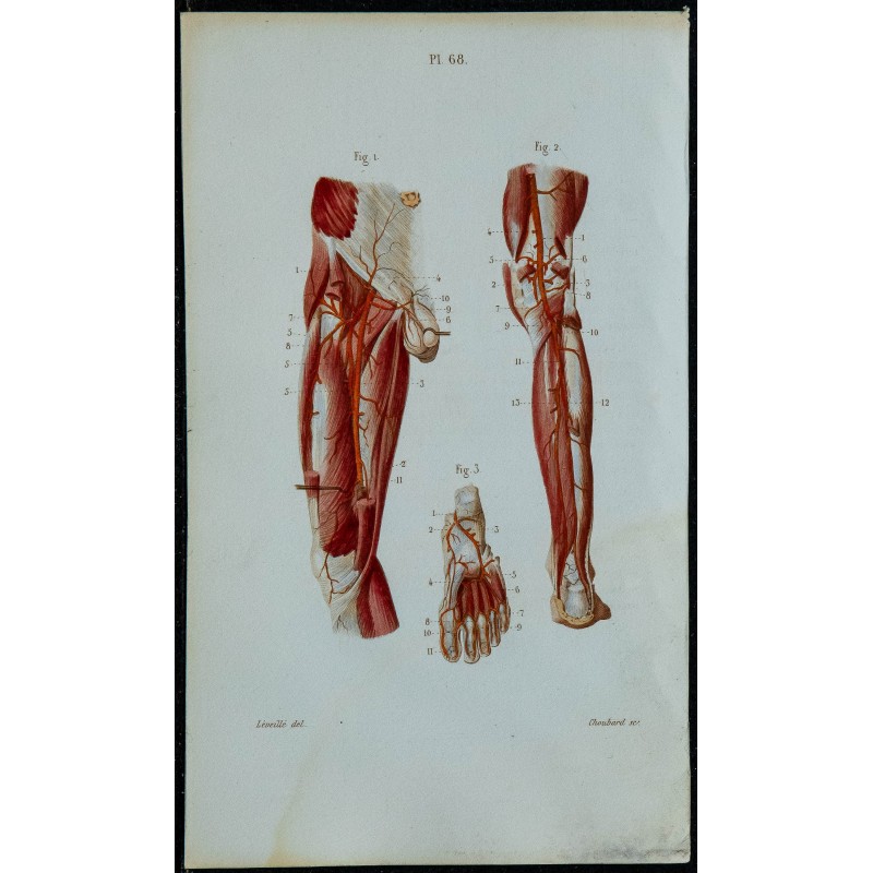 1852 - Artères fémorales de la jambe 
