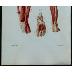 1852 - Artères fémorales de la jambe 