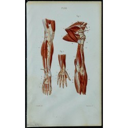 1852 - Artères de la jambe et du pied 