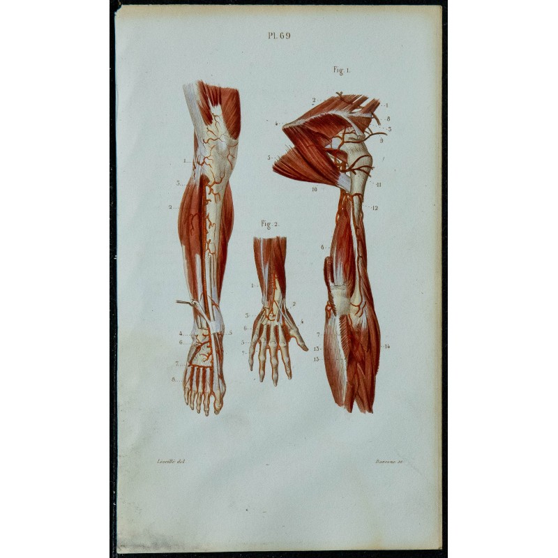 1852 - Artères de la jambe et du pied 
