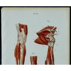 1852 - Artères de la jambe et du pied 