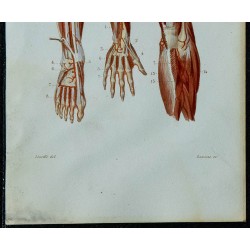 1852 - Artères de la jambe et du pied 
