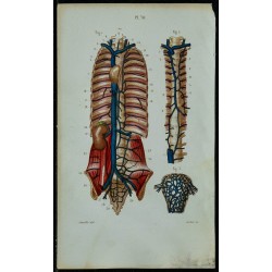 1852 - Veines caves azygos sous-clavières matrice 