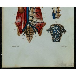 1852 - Veines caves azygos sous-clavières matrice 