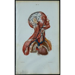 1852 - Veines de la tête et du cou 