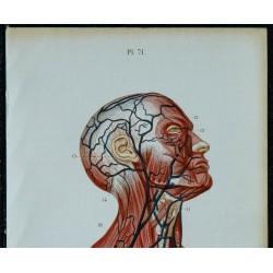 1852 - Veines de la tête et du cou 
