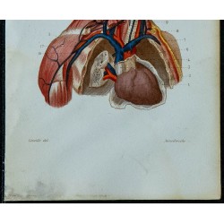1852 - Veines de la tête et du cou 