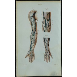 1852 - Veines du bras 