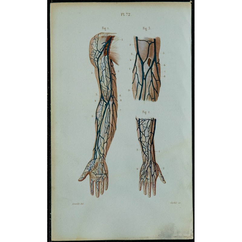 1852 - Veines du bras 