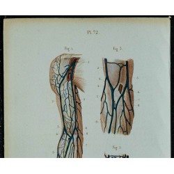 1852 - Veines du bras 