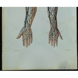 1852 - Veines du bras 