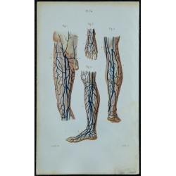 1852 - Veines de la jambes 