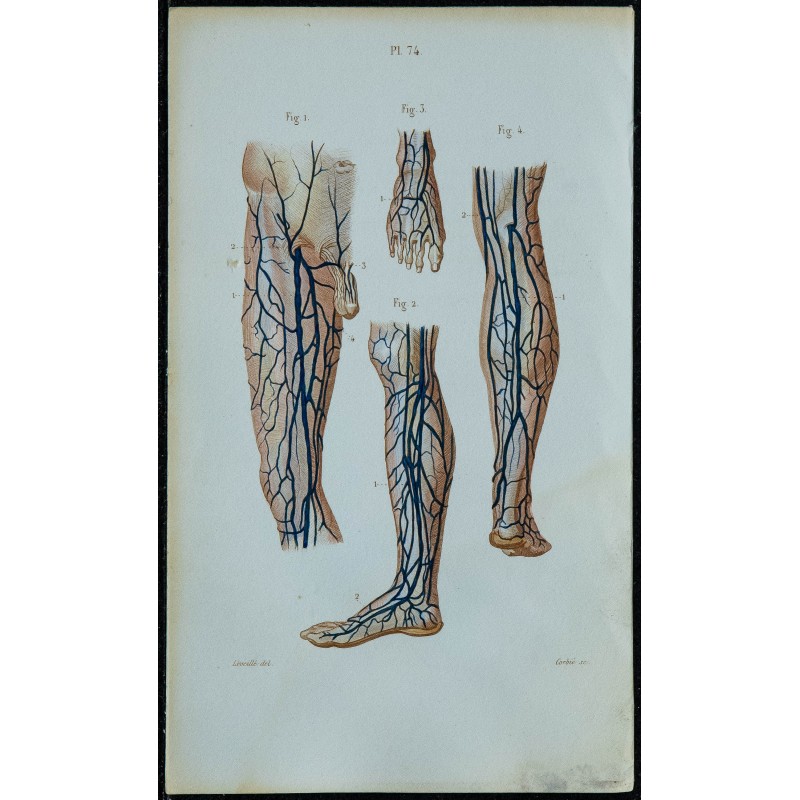 1852 - Veines de la jambes 