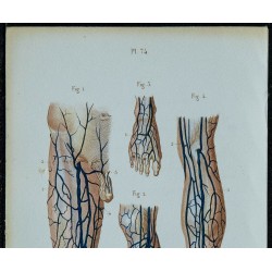 1852 - Veines de la jambes 