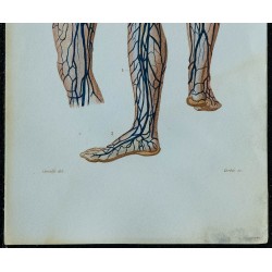 1852 - Veines de la jambes 