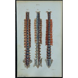 1852 - Veines du rachis 