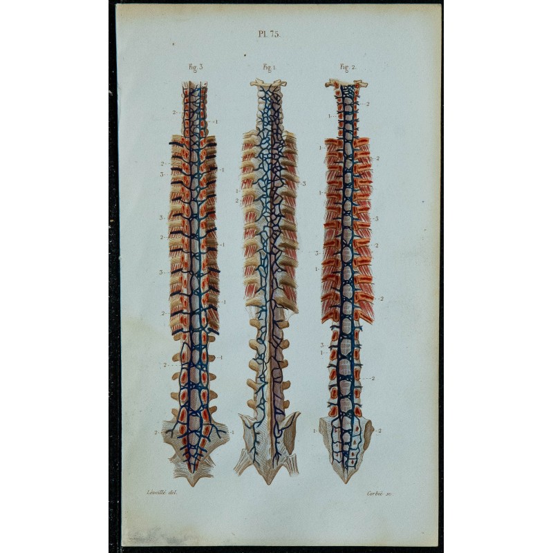 1852 - Veines du rachis 