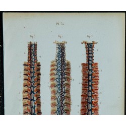 1852 - Veines du rachis 
