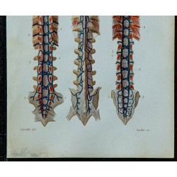 1852 - Veines du rachis 