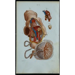1852 - Organes du fœtus 