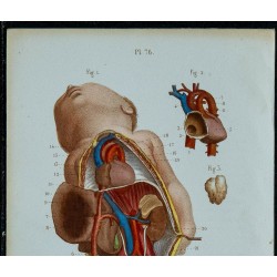 1852 - Organes du fœtus 