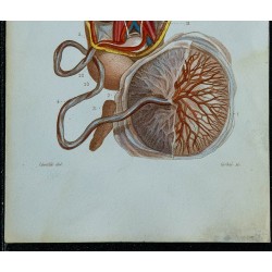1852 - Organes du fœtus 