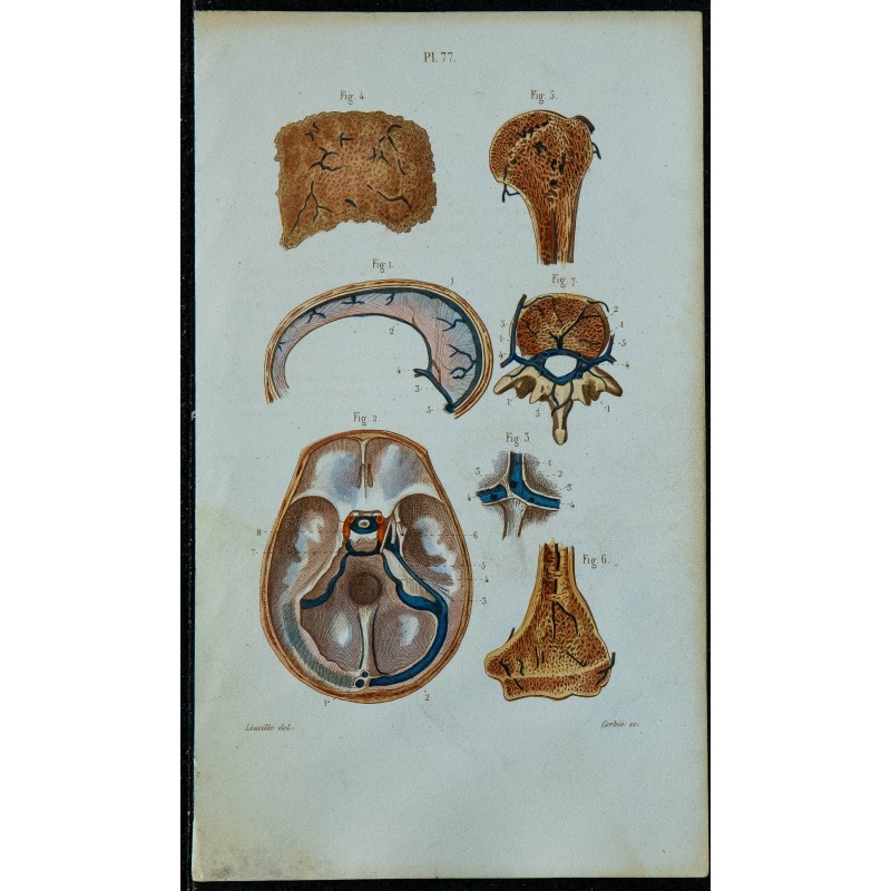 1852 - Sinus de la dure-mère. Veines des os 