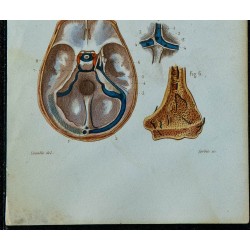 1852 - Sinus de la dure-mère. Veines des os 