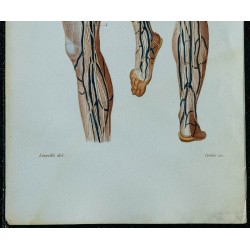 1852 - Vaisseaux et ganglions lymphatiques 