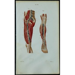1852 - Vaisseaux et ganglions de la jambe 