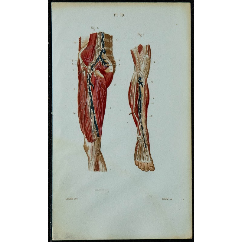 1852 - Vaisseaux et ganglions de la jambe 
