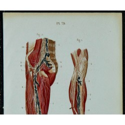 1852 - Vaisseaux et ganglions de la jambe 