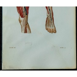 1852 - Vaisseaux et ganglions de la jambe 