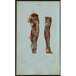 1852 - Vaisseaux et ganglions de la jambe 