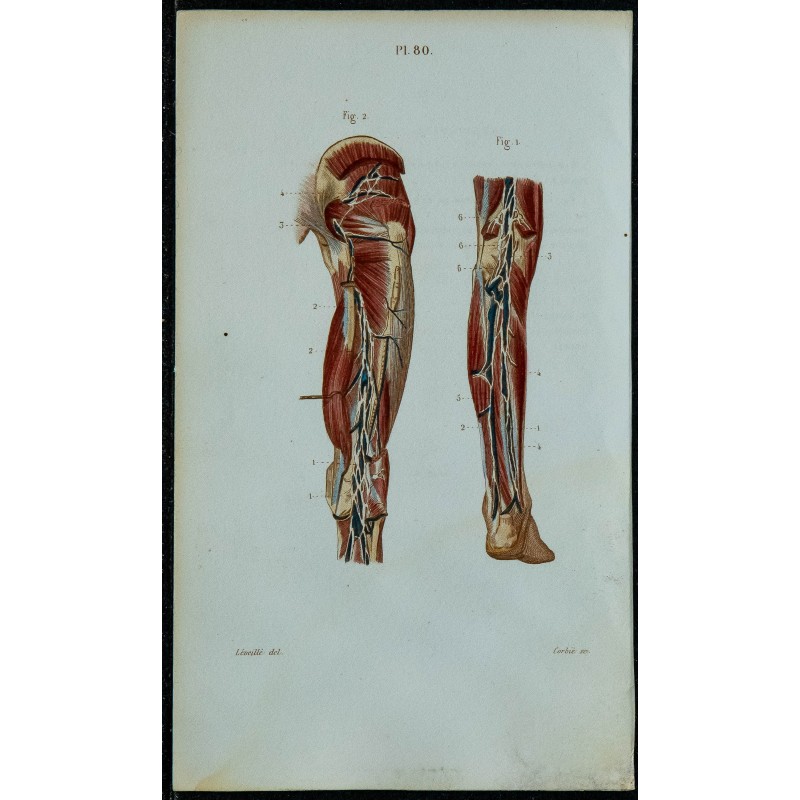 1852 - Vaisseaux et ganglions de la jambe 