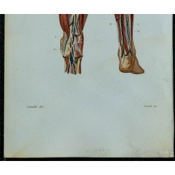1852 - Vaisseaux et ganglions de la jambe 
