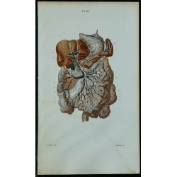 1852 - Vaisseaux et ganglions des viscères 