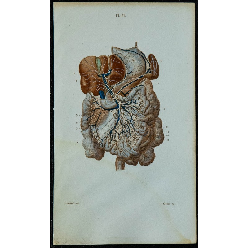 1852 - Vaisseaux et ganglions des viscères 
