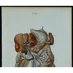 1852 - Vaisseaux et ganglions des viscères 