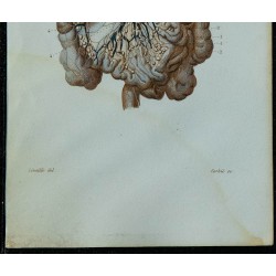 1852 - Vaisseaux et ganglions des viscères 