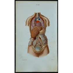 1852 - Lymphatiques des viscères du thorax... 