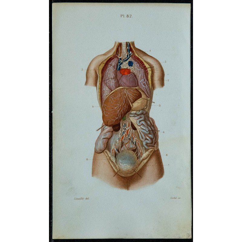 1852 - Lymphatiques des viscères du thorax... 