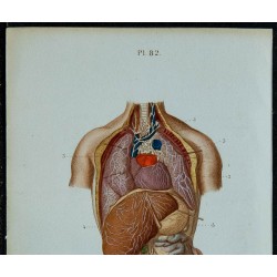 1852 - Lymphatiques des viscères du thorax... 