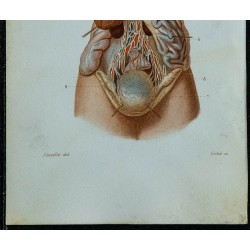 1852 - Lymphatiques des viscères du thorax... 