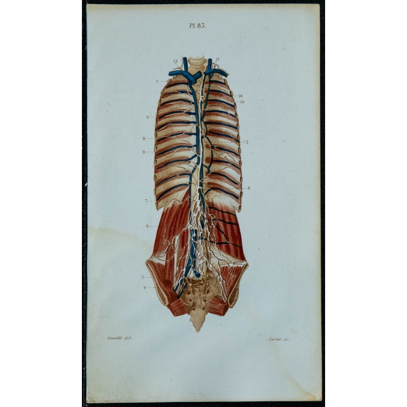 1852 - Canal thoracique réservoir chyle plexus 