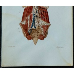 1852 - Canal thoracique réservoir chyle plexus 